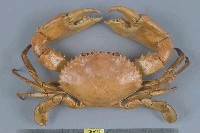 藏品(鋸緣青蟳)的圖片